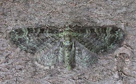 Green Pug Pasiphila rectangulata