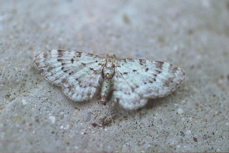 Bilberry Pug Pasiphila debiliata