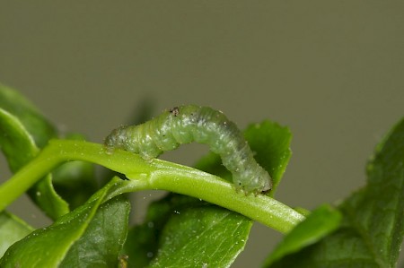 Bilberry Pug Pasiphila debiliata