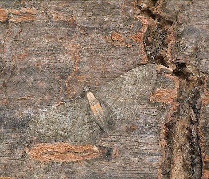 Adult &bull; Dorset &bull; &copy; Paul Harris