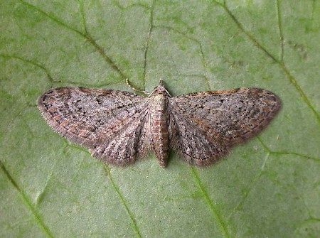 Slender Pug Eupithecia tenuiata