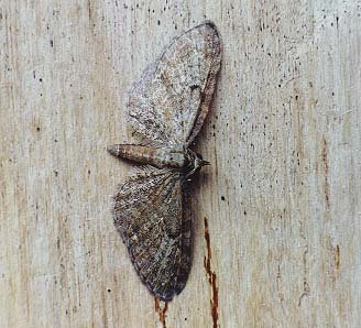 Slender Pug Eupithecia tenuiata