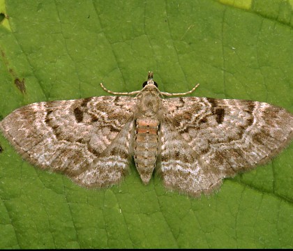 Adult &bull; Dorset &bull; &copy; Paul Harris