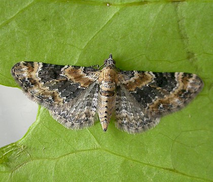 Adult &bull; Rixton, Cheshire &bull; &copy; Ben Smart