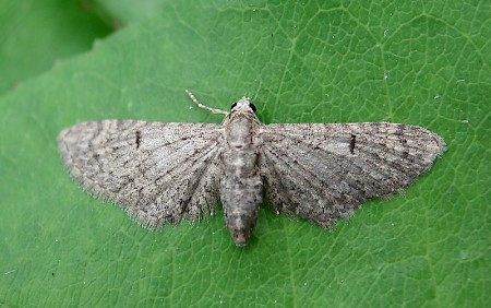 Channel Islands Pug Eupithecia ultimaria