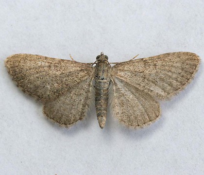 Adult &bull; Gwynedd &bull; &copy; Tristan Bantock