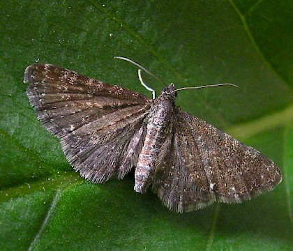Adult &bull; Flixton, Greater Manchester &bull; &copy; Ben Smart