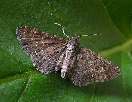 Marsh Pug Eupithecia pygmaeata