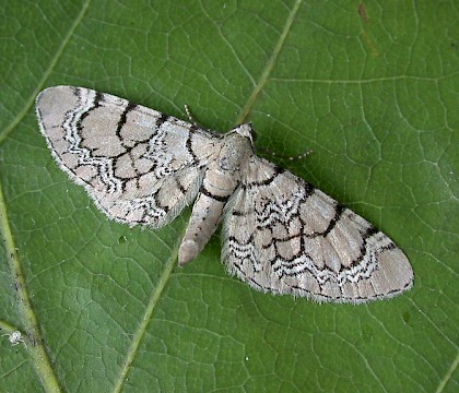 Adult &bull; Littleborough, Lancashire &bull; &copy; Ian Kimber