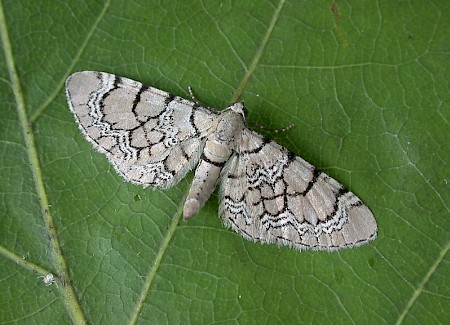 Netted Pug Eupithecia venosata