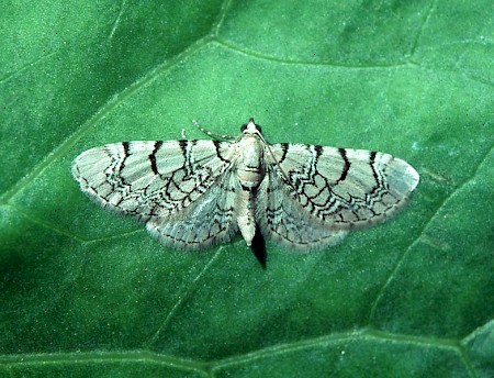 Netted Pug Eupithecia venosata