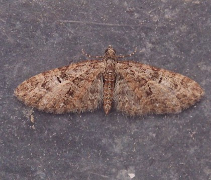 Adult &bull; Gower, Glamorgan &bull; &copy; David Painter