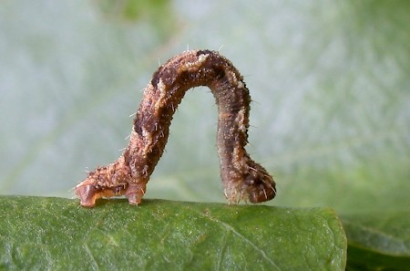 Brindled Pug Eupithecia abbreviata