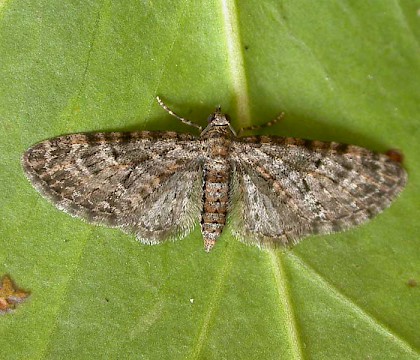 Adult &bull; Chorlton, Gtr. Manchester &bull; &copy; Ben Smart