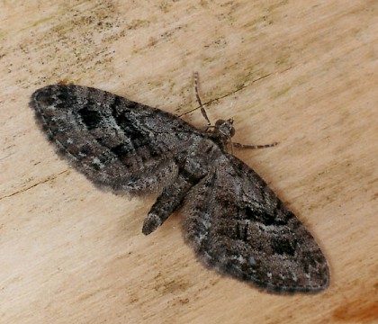 Adult &bull; Littleborough, Lancashire &bull; &copy; Ian Kimber