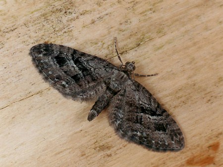 Juniper Pug Eupithecia pusillata