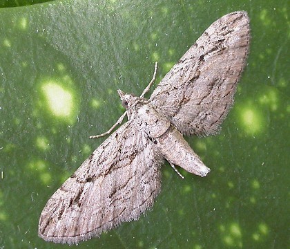 Adult &bull; Ipswich, Suffolk &bull; &copy; Paul Kitchener