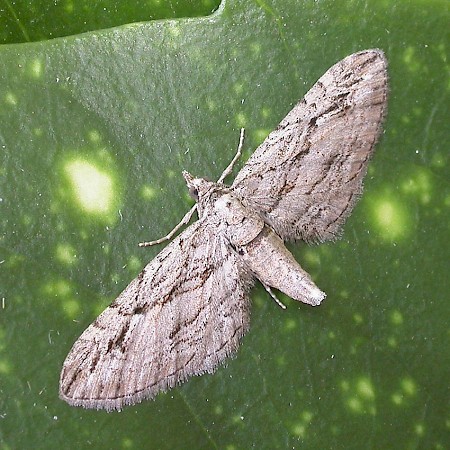 Cypress Pug Eupithecia phoeniceata