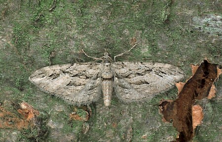 Cypress Pug Eupithecia phoeniceata