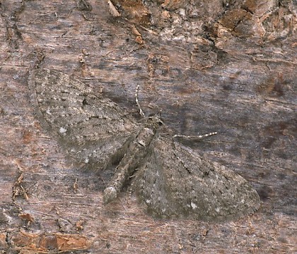 Adult &bull; Dorset &bull; &copy; Paul Harris