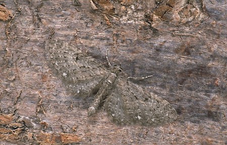 White-spotted Pug Eupithecia tripunctaria