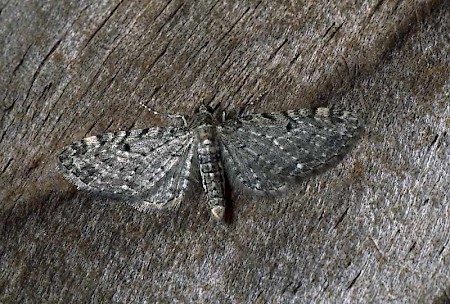 Golden-rod Pug Eupithecia virgaureata