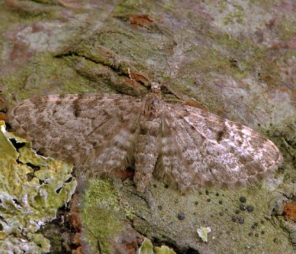 Adult &bull; Dorset &bull; &copy; Paul Harris