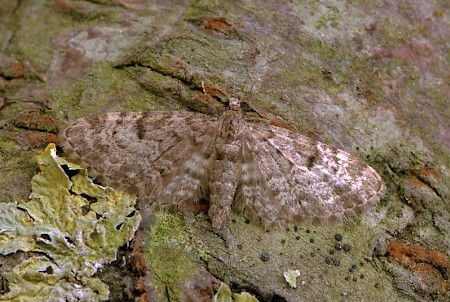 Dwarf Pug Eupithecia tantillaria