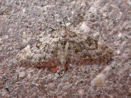 Dwarf Pug Eupithecia tantillaria