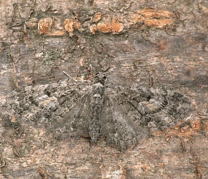 Adult &bull; Dorset &bull; &copy; Paul Harris