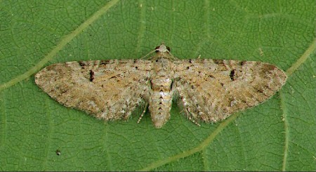 Pimpinel Pug Eupithecia pimpinellata