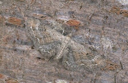 Plain Pug Eupithecia simpliciata