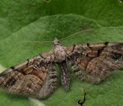 Adult &bull; Kvikne, Oppland, Norway &bull; &copy; Svein Bekkum