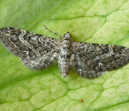 Adult &bull; Chorlton, Gtr. Manchester &bull; &copy; Ben Smart