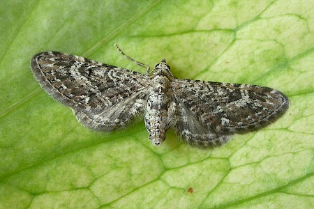 Narrow-winged Pug Eupithecia nanata