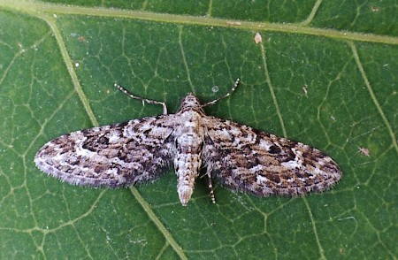 Narrow-winged Pug Eupithecia nanata