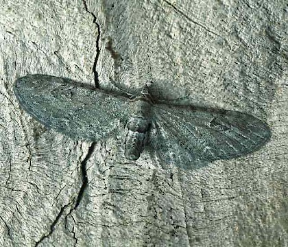 Adult &bull; f. fraxinata (Ash Pug), Banffshire &bull; &copy; Roy Leverton