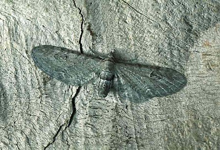 Angle-barred Pug Eupithecia innotata