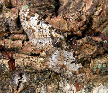 Adult &bull; &copy; Chris Manley