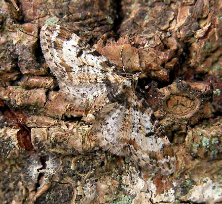 Marbled Pug Eupithecia irriguata