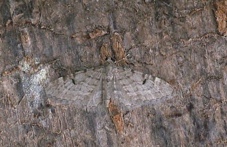 Ochreous Pug Eupithecia indigata