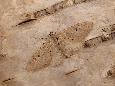 Ochreous Pug Eupithecia indigata