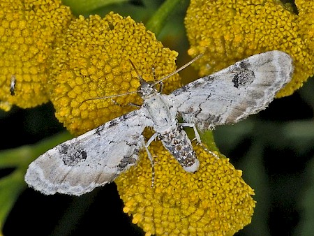 Lime-speck Pug Eupithecia centaureata