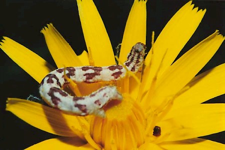 Lime-speck Pug Eupithecia centaureata