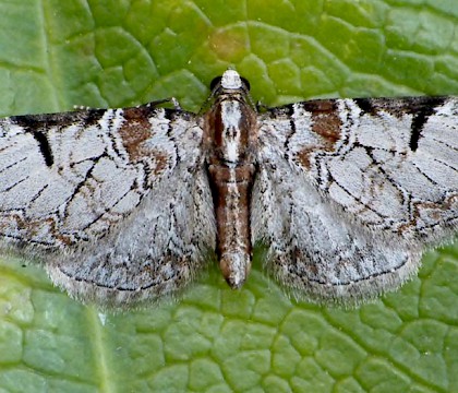 Adult &bull; Gloucestershire. leg. D.Foot &bull; &copy; Paul Harris