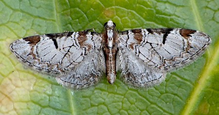 Pinion-spotted Pug Eupithecia insigniata