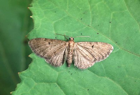 Triple-spotted Pug Eupithecia trisignaria