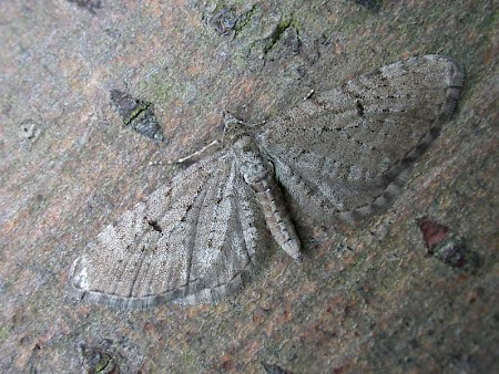 Freyer's Pug Eupithecia intricata