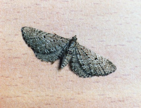 Freyer's Pug Eupithecia intricata