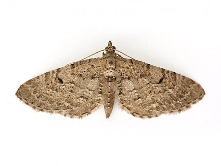 Freyer's Pug Eupithecia intricata